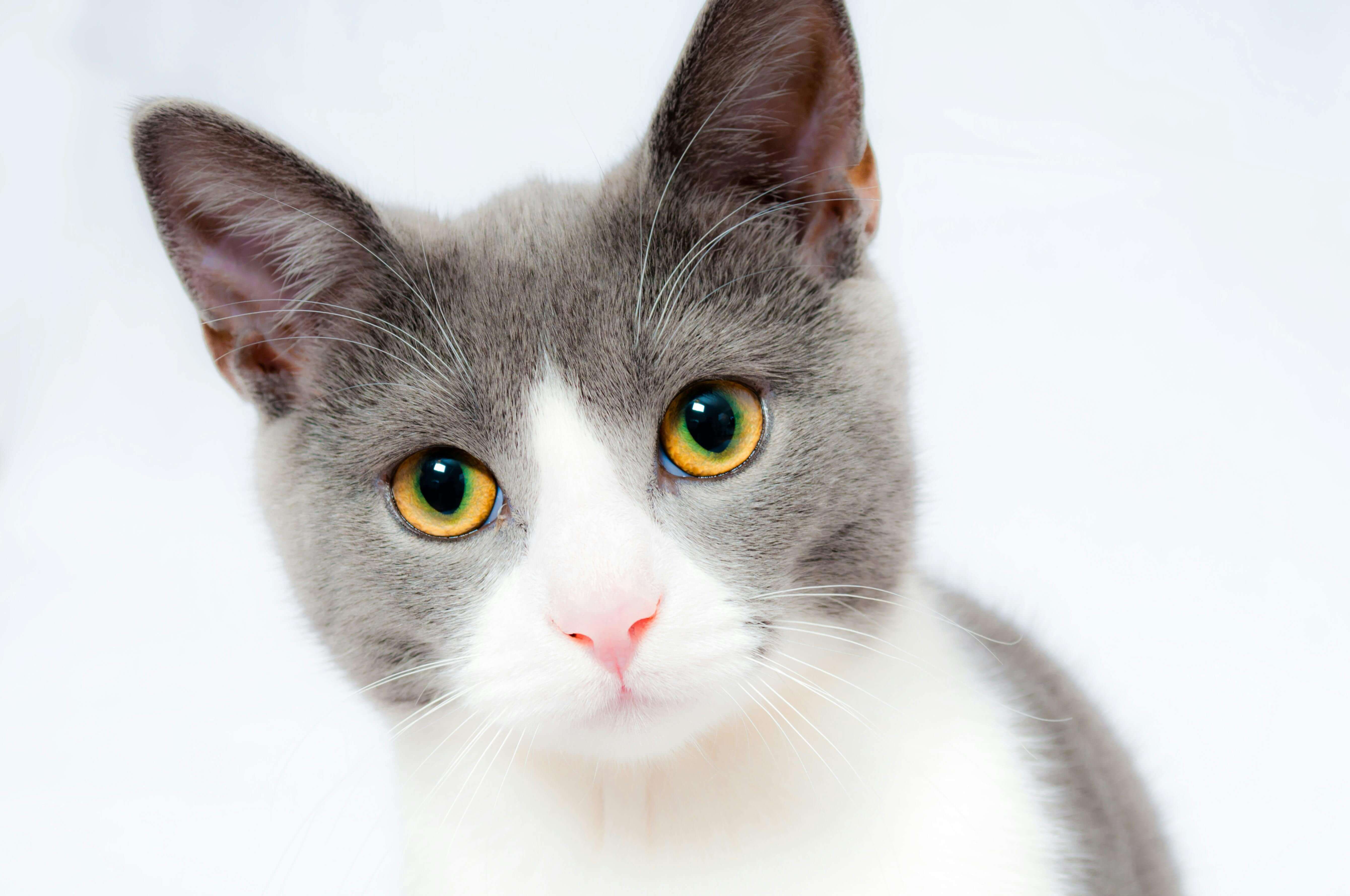 Cat portrait