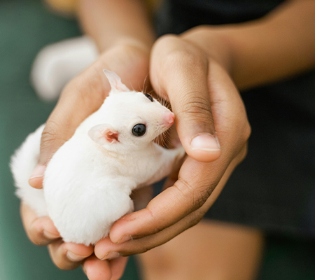 Hamster Under the Weather
